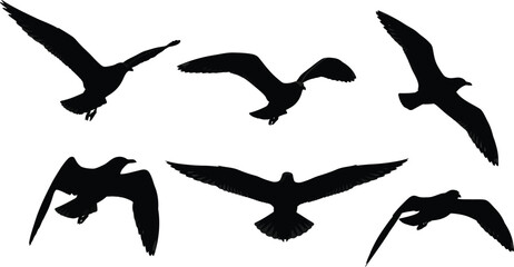 Seagull silhouette vector art flying birds graphic design element pack set
