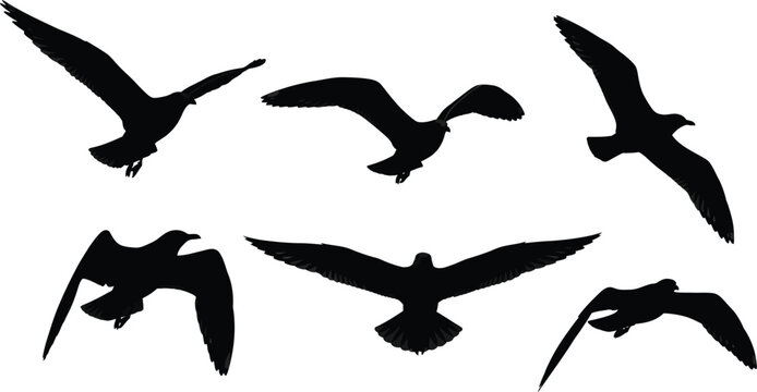 Seagull silhouette vector art flying birds graphic design element pack set
