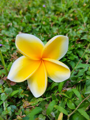 yellow frangipani flower