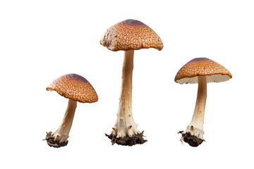 mushrooms isolated on a white background