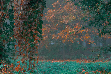 Fototapeta premium autumn misty wood land meadow grass and foliage deep green and brown colors foggy morning weather