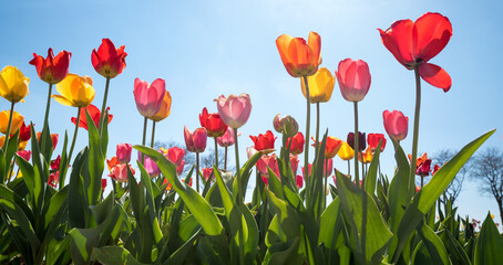 colorful tulip flowers, view from bottom up