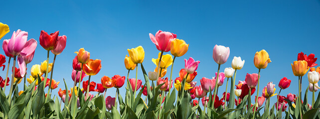 various tulip blossoms at the agricultural field, blue sky
