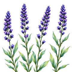 Fototapeta premium Vibrant Purple Flowers with Green Leaves Growing in Nature's Garden for Botanical Illustrations