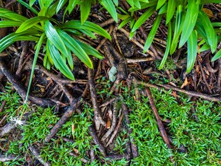 A close-up, high-angle view captures the rich tapestry of a tropical forest floor, showcasing bright green leaves contrasting with dark, gnarled roots. The shallow depth of field draws attention to