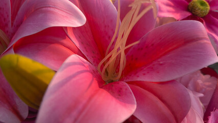 close up of pink lily