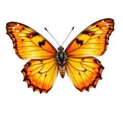 Obraz premium Vibrant Orange Butterfly with Intricate Patterns on Its Wings Capturing Beauty of Nature in Fine Detail