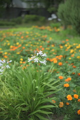 Agapanthus flowers (Lily of the Nile) on yellow and orange blurred (Marigold) background