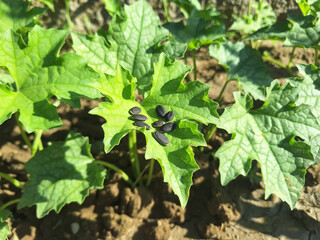 The plant luffa acutangula or luffa aegyptiaca with black seeds grows in a vegetable garden.