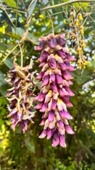 Mucuna pruriens plant, green leaves, long pods. A key herb in Ayurveda, rich in L-Dopa. Used in health, meds, and supplements. Great for nature, cure, and plant themes