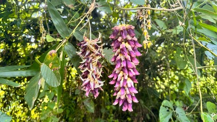 Mucuna pruriens plant, green leaves, long pods. A key herb in Ayurveda, rich in L-Dopa. Used in health, meds, and supplements. Great for nature, cure, and plant themes