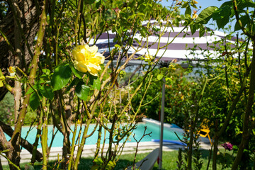 A striped parasol (purple and white) in front of an emerald green swimming pool in Provence...