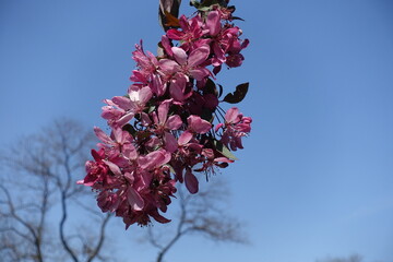 Cloudless blue sky and pink flowers of crab apple in mid May