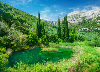 Lake in a summer green forest
