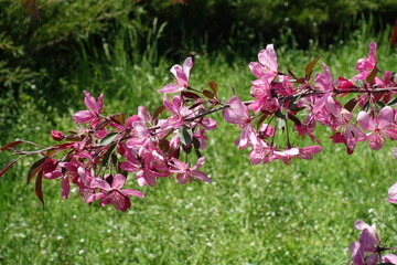 Thin branch of blossoming crab apple in mid May