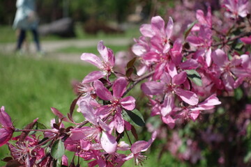 Twig of blossoming crab apple in mid May