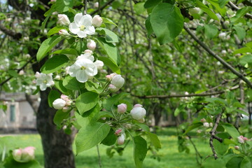 Cymes of white flowers of apple tree in May