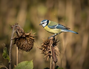 Eurasian blue tit bird sits on dry sunflower in sunny day. Small bird sits on autumn sunflower. Blue and yellow passerine, nature wildlife animal in natural environment.