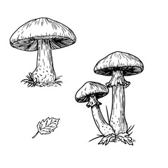 Forest mushrooms in the grass, black and white ink sketch. Vector illustration. An autumn set for a mushroom picker, isolated on a white background. For postcards, invitations, cookbooks, and menus