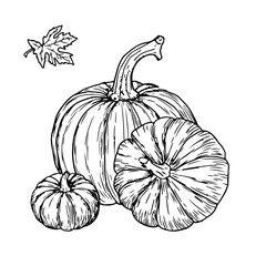 Ripe pumpkins, vegetables and leaves, black and white ink sketch. Vector illustration. Autumn decor, isolated on a white background. The theme of harvest, Halloween, vegetarianism and farming