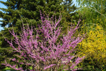 Obraz premium Crown of blossoming cercis canadensis in May