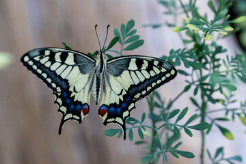 Macaone ( Papilio machaon )