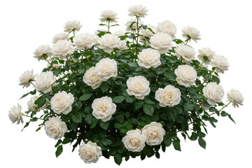 White roses bush flowers, flowers shrub isolated on transparent background.