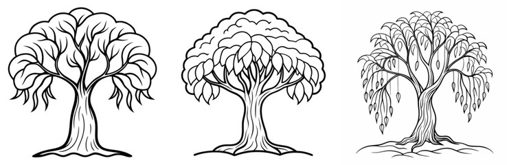 Willow Tree Coloring Book Page - Outline Vector Line Art