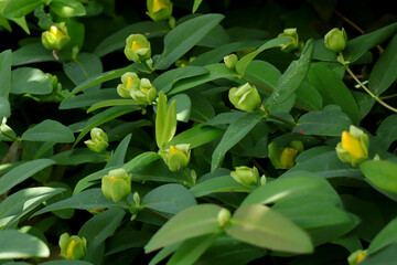 Hypericum ＇Hidcote＇, also known as St. John＇s Wort, is a compact ornamental shrub covered in...