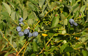 Grow and Harvest Blueberries. Blueberries plant in the garden.