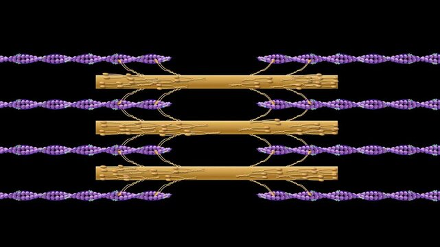 Muscle fiber contraction animation with actin and myosin interaction in a detailed microscopic cross-bridge cycle illustration, 3d