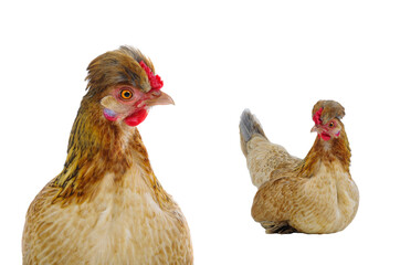  chicken isolated on white background