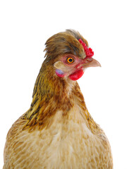  chicken isolated on white background