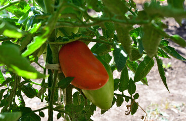 Ripe and Green Tomatoes Growing on the Vine