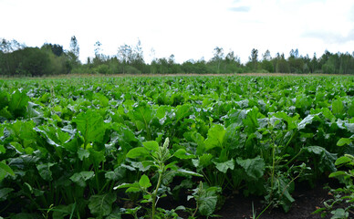 Vast Sugar Beet Field Under a Cloudy Sky close up low angle