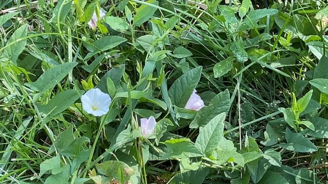 Field bindweed flowers and green leaves among grass creating a natural background