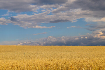 View of a wheat field against a beautiful sunset sky. Rural landscapes under the bright sun.
Winter...