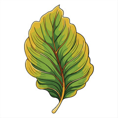 Detailed Illustration of a Tropical Green Leaf