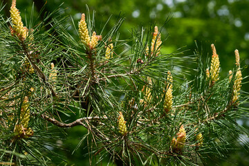 Young fresh green blooming spruce branches fir pine with cones,needles