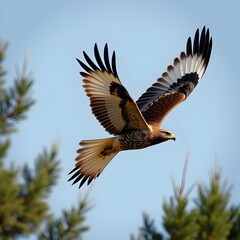 Obraz premium forest animals, wild animals, forest animals photos, background