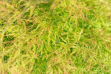 Vibrant green fern leaves with warm light, concept of nature, botany, background