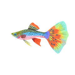 Realistic Guppy Fish Vector Illustration. Vibrant Tropical Aquarium Pet