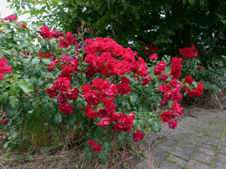 red roses bush background