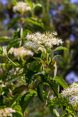 Cornus sanguinea red dog plant with flower and full leaf. Cornus drummondii, with tiny white...