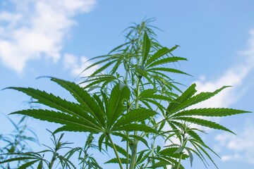 Leaves of cannabis plant in field. Green background of growing hemp field.