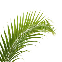 Obraz premium Lush, vibrant green palm fronds, symbolizing tropical paradise, relaxation, and natural beauty for various designs.