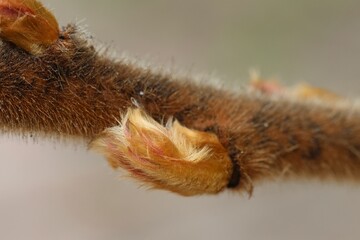 Macro image of a fuzzy bud on a woody stem