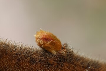 Obraz premium Macro image of a fuzzy bud on a woody stem