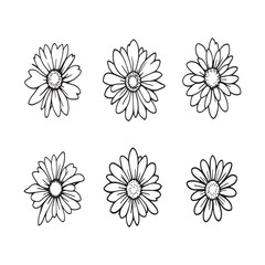 Minimalist daisy blossom sketch for floral artwork