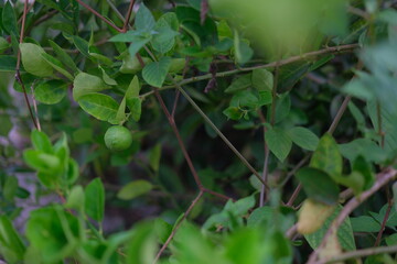 Secret citrus gem in lush greenery. An unripe green lime peeks from a tangle of leafy branches, offering a hidden burst of fresh color—for garden, tropical produce, and culinary-themed visuals.